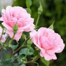 100 Seeds Double Pink Rose Plant Flower Garden Fresh Seeds