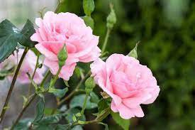 100 Seeds Double Pink Rose Plant Flower Garden Fresh Seeds