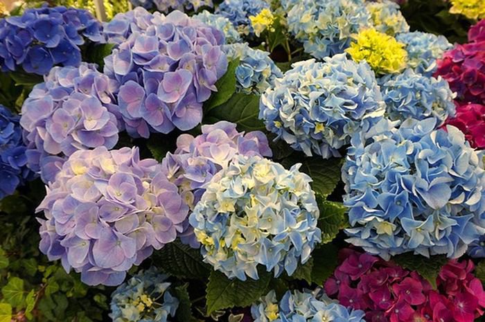 200 Seeds Hydrangea Fresh Seeds