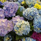 200 Seeds Hydrangea Fresh Seeds