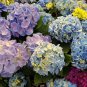 200 Seeds Hydrangea Fresh Seeds