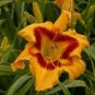 200 Seeds Hybrid Mix Daylily Flowers Fresh Seeds