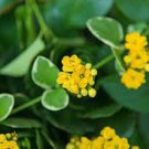 200 Seeds Kalanchoe Bonsai Longevity Flower Potted Plant Fresh Seeds