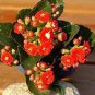 200 Seeds Kalanchoe Bonsai Longevity Flower Potted Plant Fresh Seeds