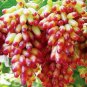 200 Seeds Manicure Finger Grape Fresh Seeds
