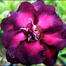 4 Seeds Spiral Bright RosePink Adenium Desert Rose with Purple Edge Fresh Seeds