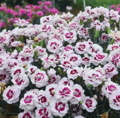 20 Seeds Geranium Mixed WhiteRed Spot Double Petals with PurpleBlack Stripes Fresh Seeds