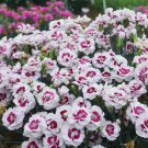 20 Seeds Geranium Mixed WhiteRed Spot Double Petals with PurpleBlack Stripes Fresh Seeds