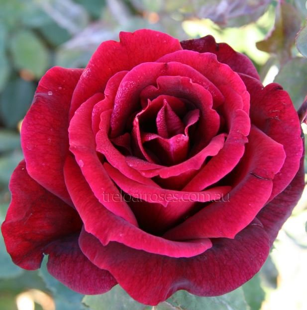 100 Seeds Large Dark Red F1 Rose Flower Fresh Seeds