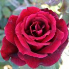 100 Seeds Large Dark Red F1 Rose Flower Fresh Seeds