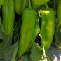 70 Seeds Anhui Green Long Sweet CowHorn Pepper F1 Fresh Seeds