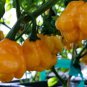 20 Seeds Heirloom Yellow Trinidad Moruga Scorpion Chili Pepper Fresh Seeds