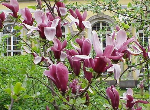 20 Seeds Purple Magnolia Liliiflora Fresh Seeds