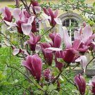 20 Seeds Purple Magnolia Liliiflora Fresh Seeds