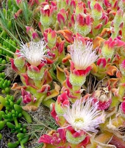 20 Seeds Interesting Mesembryanthemum Crystallinum Succulent Plant Fresh Seeds