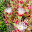 20 Seeds Interesting Mesembryanthemum Crystallinum Succulent Plant Fresh Seeds