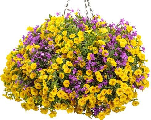 400 Seeds 'Huakai Darong' Mixed Bonsai Petunia Hybrid Fresh Seeds