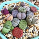 200 Seeds Beauty Mixed Mini Lithops Bonsai Cactus Plant Fresh Seeds