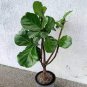 100 Seeds Ficus Lyrata Bonsai Tree Fresh Seeds