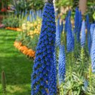 200 Seeds Big Outdoor Plants Pride of Madeira Bonsai Fresh Seeds