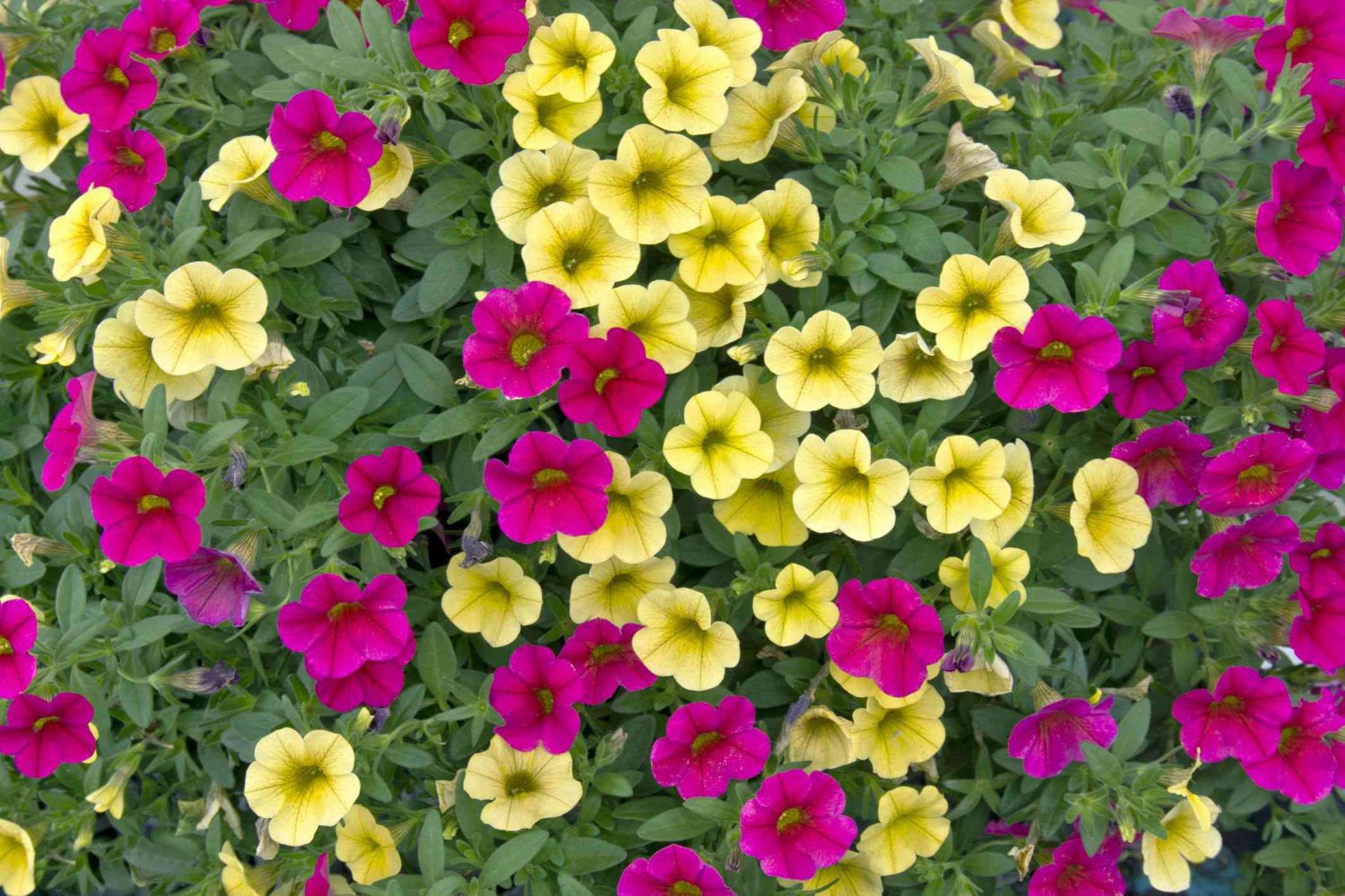 200 Seeds Mini Calibrachoa Million Bells Annual Flower Fresh Seeds