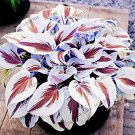400 Seeds Hosta Bonsai Perennials Plantain Lily White Flowers Fresh Seeds