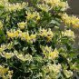 200 Seeds Honeysuckle Vine Plant Fresh Seeds
