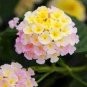 100 Seeds Imported Lantana Camara Five Colors Hydrangea Flower Fresh Seeds