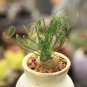 40 Seeds Albuca Namaquensis Fresh Seeds