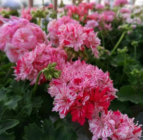 20 Seeds Geranium Pink & Dark Red Blooms SawToothed Petals Fresh Seeds