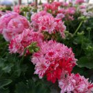 20 Seeds Geranium Pink & Dark Red Blooms SawToothed Petals Fresh Seeds