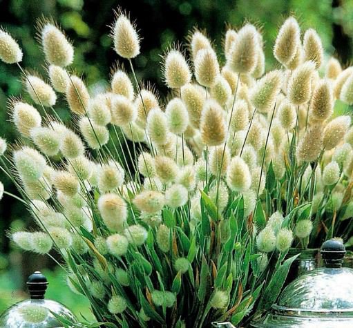 600 Seeds Rabbit Tails Grass Bonsai Colorful Fescue Fresh Seeds