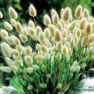 600 Seeds Rabbit Tails Grass Bonsai Colorful Fescue Fresh Seeds