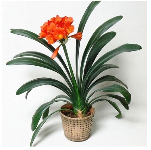 40 Seeds Clivia Miniata Bonsai Gorgeous Rare Bush Lily Fresh Seeds