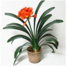 40 Seeds Clivia Miniata Bonsai Gorgeous Rare Bush Lily Fresh Seeds