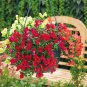200 Seeds Antirrhinum 'Trailing Mix' Annual Bedding Plant Fresh Seeds