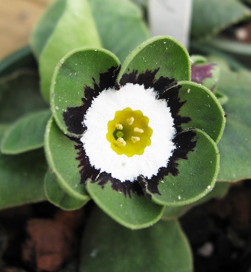 30 Seeds Primula Auricula Psyche Fresh Seeds