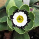 30 Seeds Primula Auricula Psyche Fresh Seeds