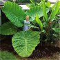 40 Seeds Alocasia Macrorrhiza Green Giant Taro Bonsai Fresh Seeds