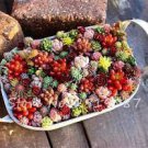 200 Seeds Mixed Mini Lithops Bonsai Cactus Plants Fresh Seeds
