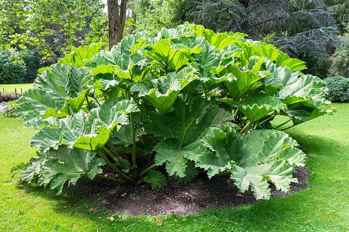 14 Seeds Gunnera Manicata Fresh Seeds
