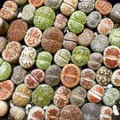20 Seeds Mixed 10 Types of Lithops Fresh Seeds