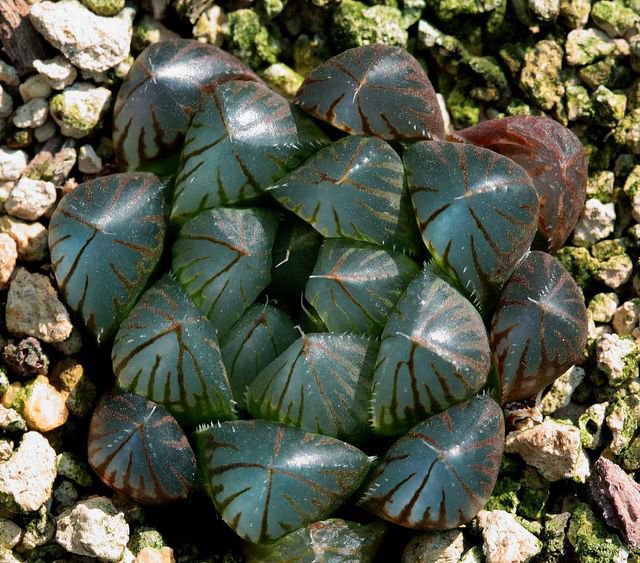 10 Seeds Haworthia Obtusa Yamada Black Succulent Fresh Seeds