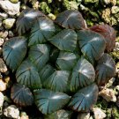 10 Seeds Haworthia Obtusa Yamada Black Succulent Fresh Seeds