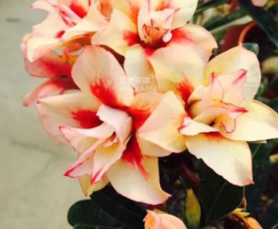 4 Seeds Adenium RedishOrange Petals Dark Red Center Flower Fresh Seeds