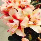 4 Seeds Adenium RedishOrange Petals Dark Red Center Flower Fresh Seeds