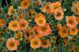 40 Seeds Geum 