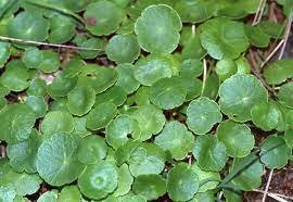 60 Seeds Hydrocotyle Vulgaris Aquatic Money Grass Coins Fresh Seeds