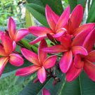 400 Seeds Plumeria Fresh Seeds
