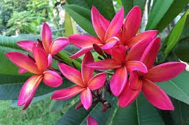 400 Seeds Plumeria Fresh Seeds